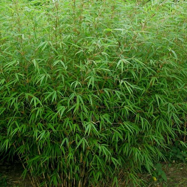 Fargesia 'Rufa' - Bambou à fines cannes
