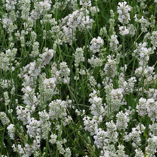 Lavandula angustifolia 'Alba' - Lavender