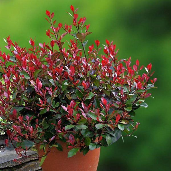 Photinia fraseri 'Little Red Robin' - 'Laurier' au feuilles rouges