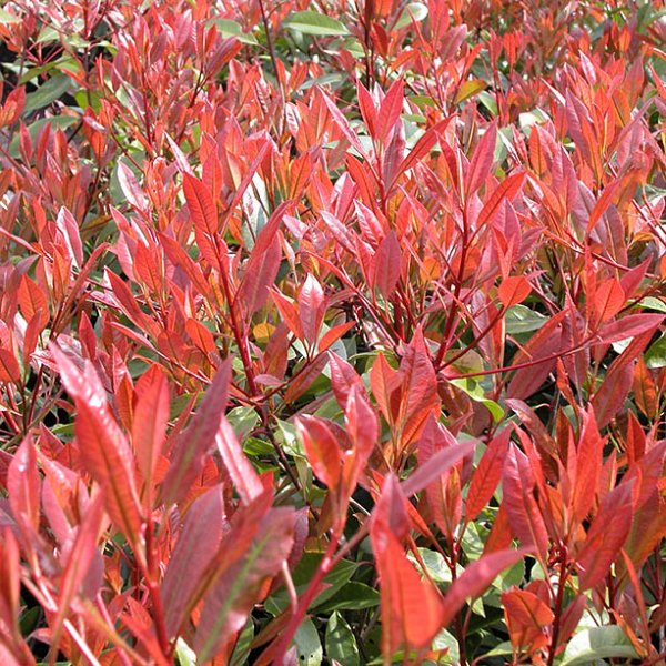 Photinia fraseri 'Red Robin' - 'Laurier' au feuilles rouges