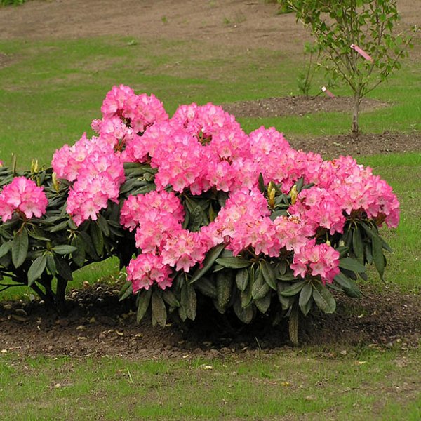 Rhododendron yakushimanum 'Fantastica' - Rhododendron